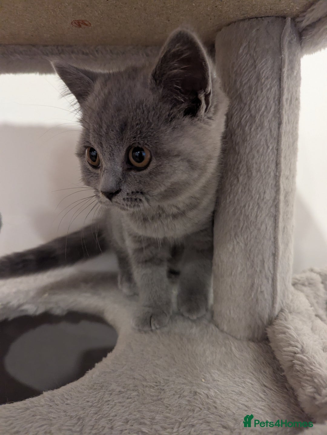 British Shorthair cats for sale: REDUCED LAST 4 REMAINING! TICA BRITISH SHORTHAIRS - Image 13