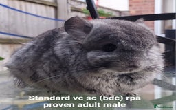 Chinchilla rodents for sale: Beautiful Chinchillas  in Bournemouth - Image 8