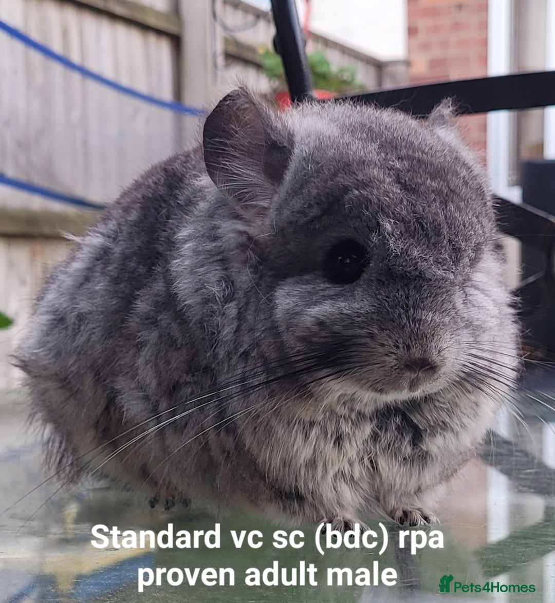 Chinchilla rodents for sale: Beautiful Chinchillas  in Bournemouth - Image 8