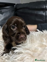 Cocker Spaniel dogs 💙Adorable Cocker spaniel puppies❤️ - Advert 5