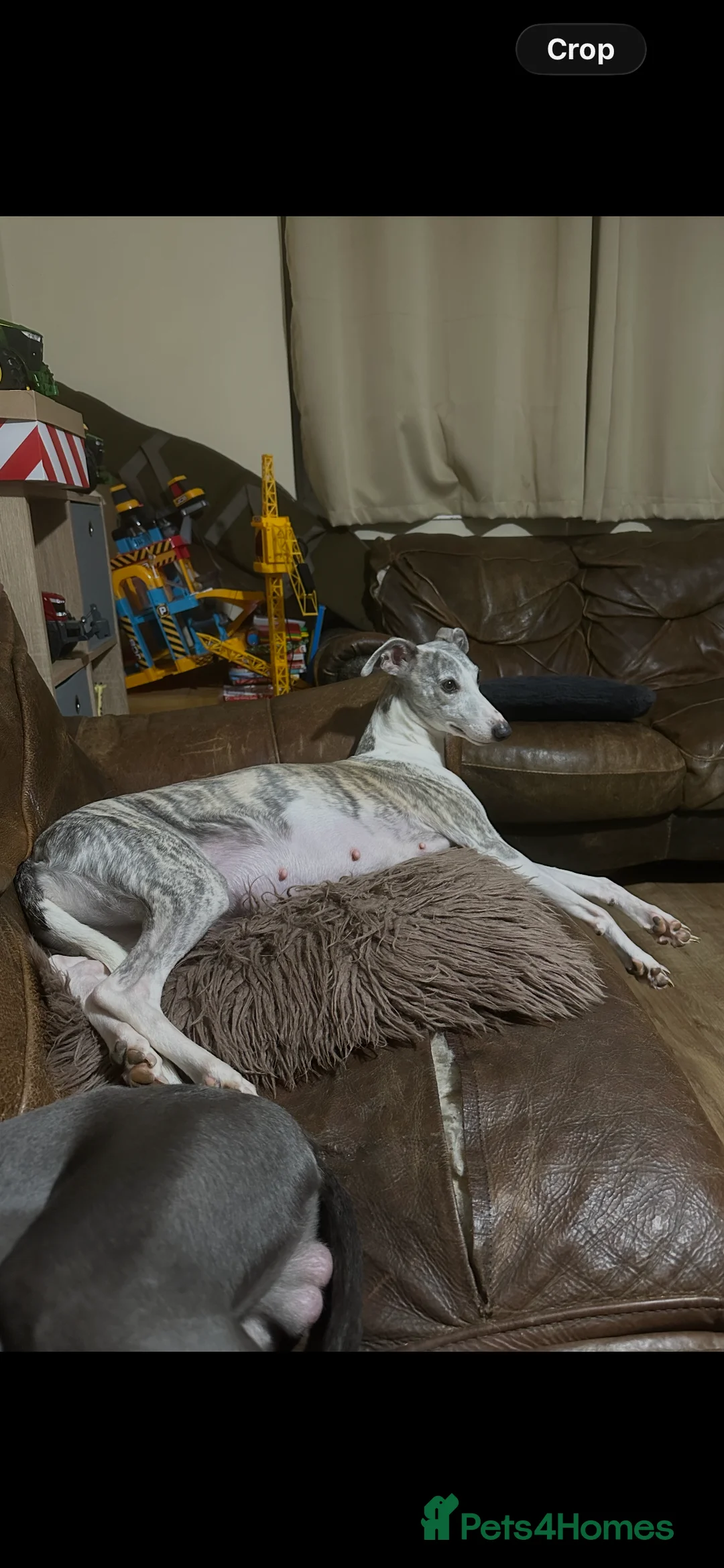 Whippet dogs for sale: STUNNING KC REGISTERED PUPS - Advert 6