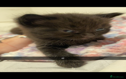 Mixed Breed cats for sale: 2 male kittens - Image 3