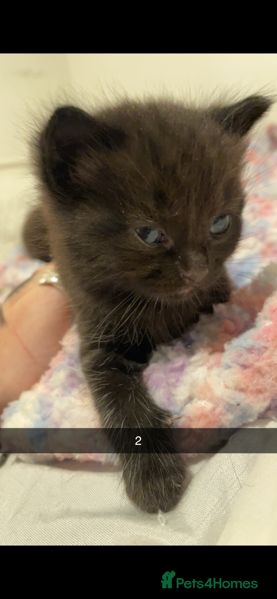 Mixed Breed cats for sale: 2 male kittens - Image 3