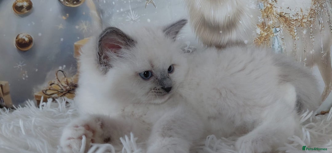 Ragdoll cats for sale: 💕BEAUTIFUL TICA REGISTERED RAGDOLLS KITTENS💕  - Advert 12