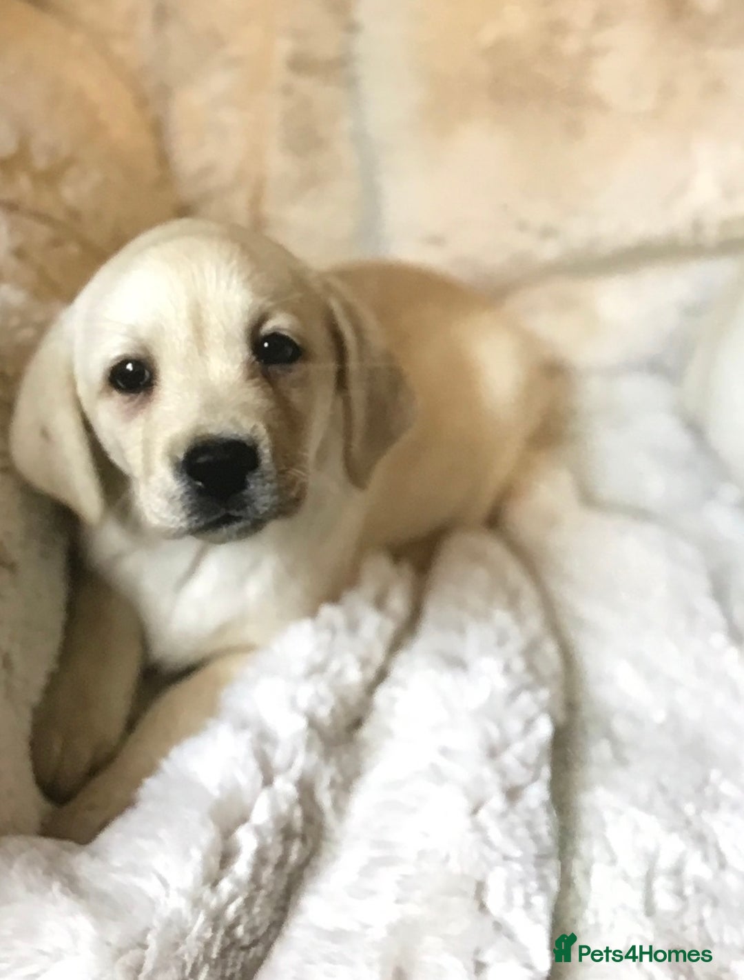 Labrador Retriever dogs for sale: Golden Labrador pups Ready Now - Image 9