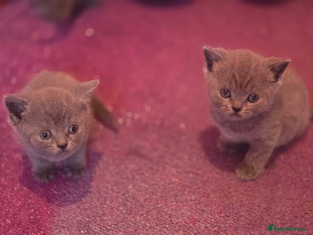 British Shorthair cats for sale: 6 x British Short-haired Blue kittens for sale - Image 15