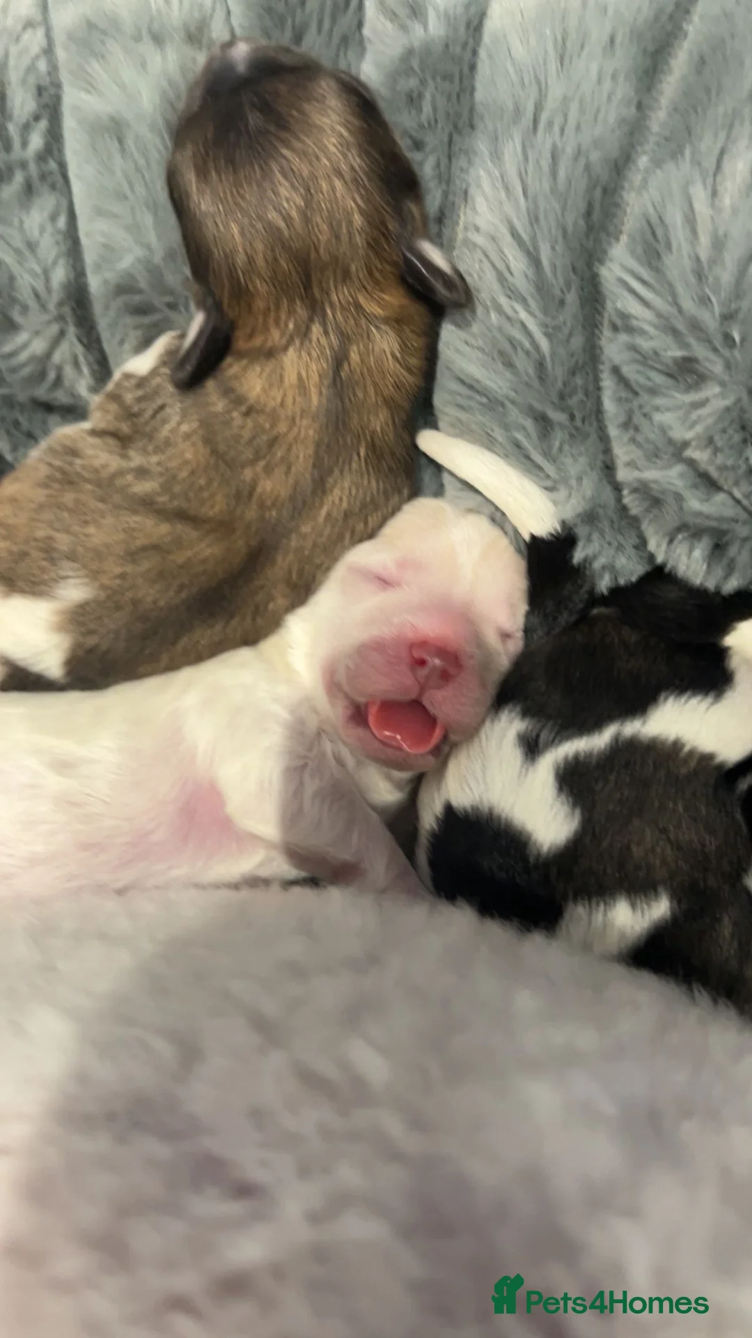 Bichon Frise dogs for sale: Puppies bichon frise - Advert 2