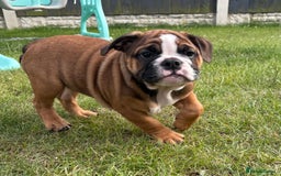 English Bulldog dogs for sale: English bulldog puppies  - Image 12