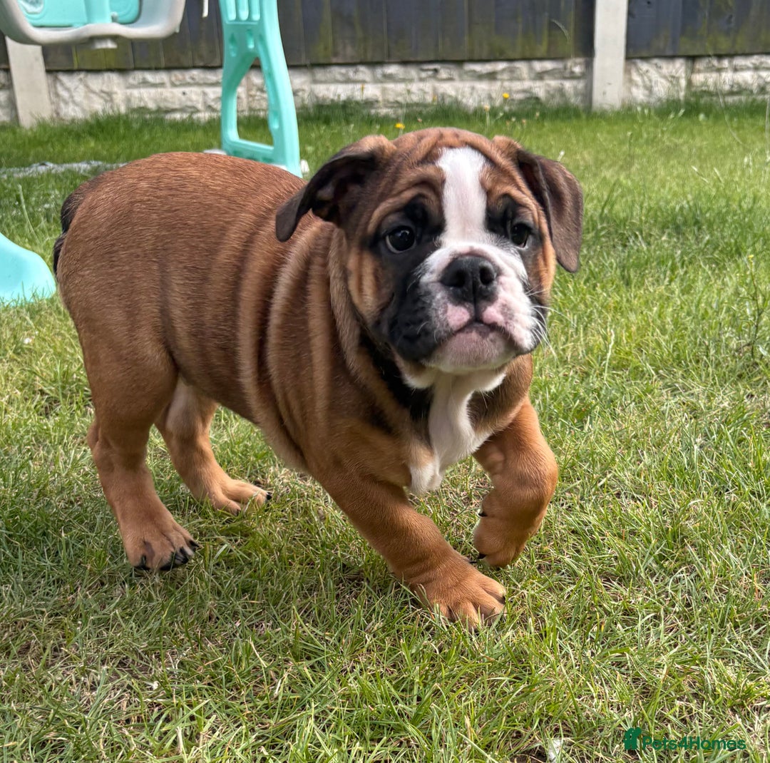 English Bulldog dogs for sale: English bulldog puppies  - Image 12