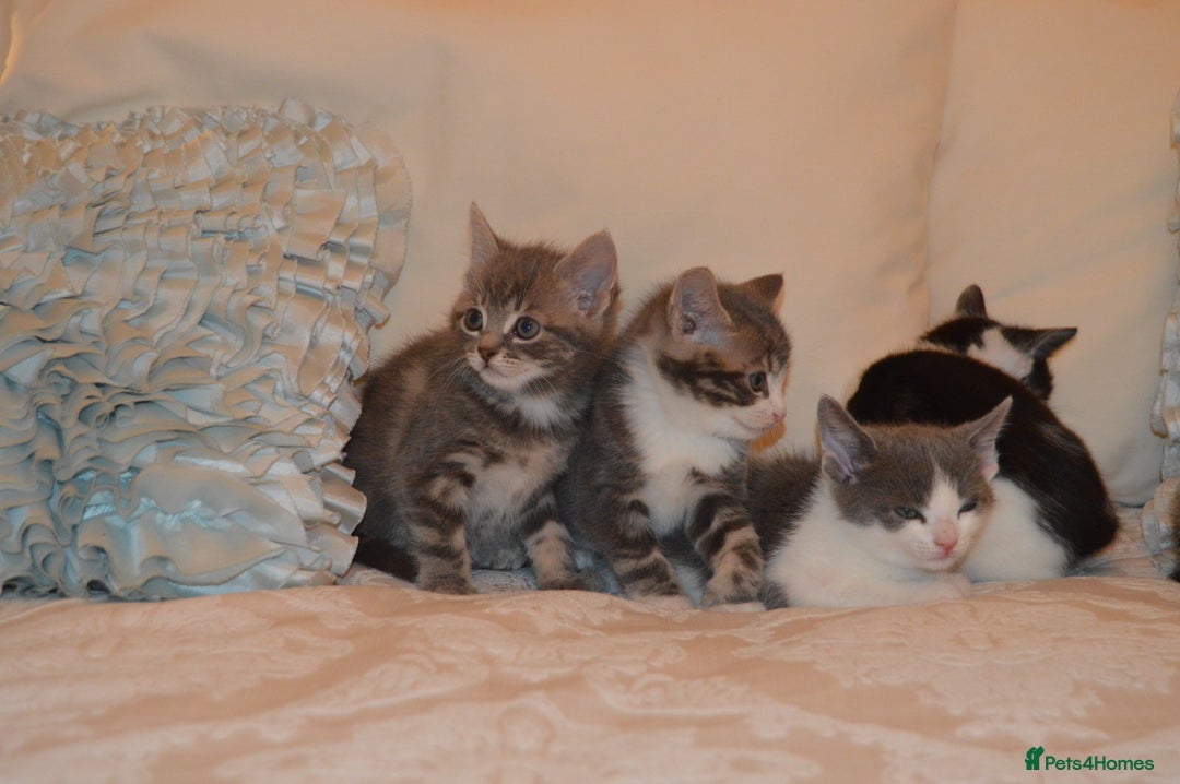 Mixed Breed cats for sale: 6 Adorable Playful Kittens for Sale - Image 35