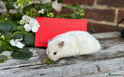 Hamster rodents for sale: Beautiful baby hamsters. Russian Dwarf and Syrian - Image 32
