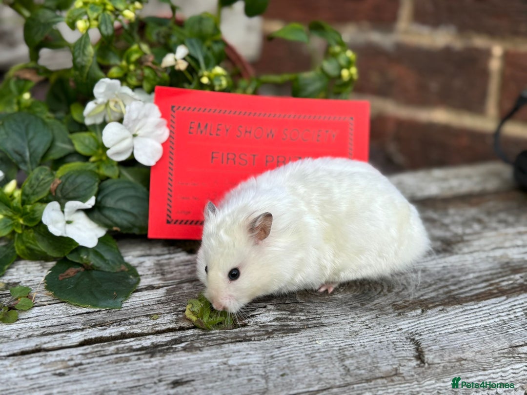 Hamster rodents for sale: Beautiful baby hamsters. Russian Dwarf and Syrian - Image 32