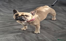 French Bulldog dogs for sale: ❤️Breeding pair of lovely Frenchies❤️ - Image 5