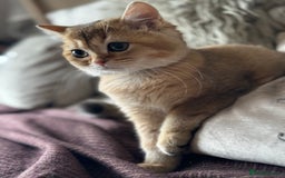 British Shorthair cats for sale: BSH Golden kittens  - Image 3
