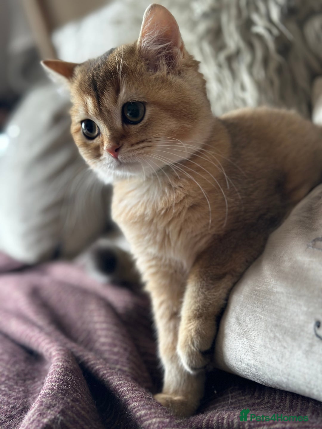 British Shorthair cats for sale: BSH Golden kittens  - Image 3