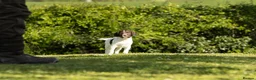 English Springer Spaniel dogs for sale: Fourth generation home bred puppies. in Whitchurch - Advert 17