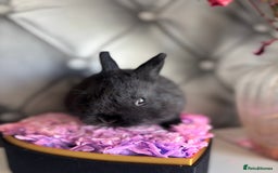 Netherland Dwarf rabbits for sale: rochelles_rabbits pure ND babies for sale - Image 22