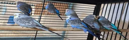 Lovebirds birds for sale: 8-12 months old budgies - Advert 5
