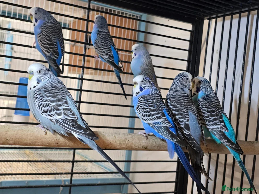 Lovebirds birds for sale: 8-12 months old budgies - Advert 5