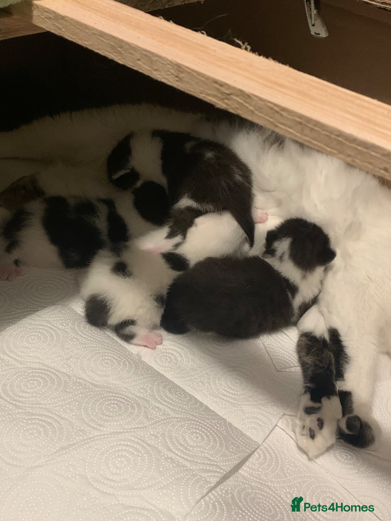 Mixed Breed cats Very cute spotty kittens for sale - Advert 1
