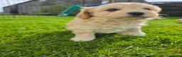 Mixed Breed dogs for sale: 5 Gorgeous Cavapoochons  - Advert 8