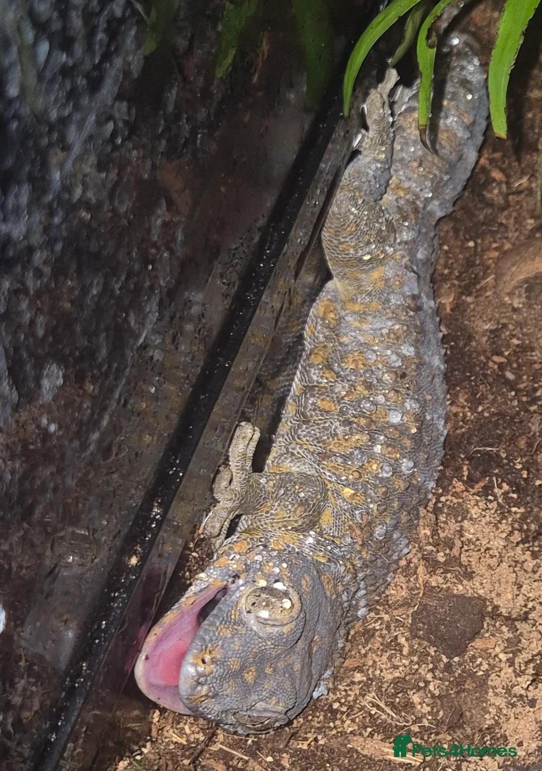 Gecko reptiles for sale: Unsexed Tokay Gecko around 18 months old  - Advert 2