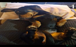 Dachshund dogs for sale: (Rescue) Black and tan dachshund - Image 6