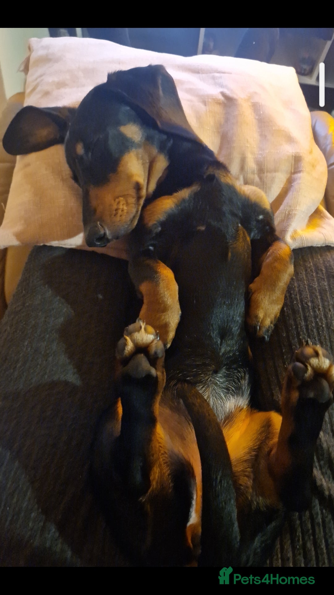 Dachshund dogs for sale: (Rescue) Black and tan dachshund - Image 6