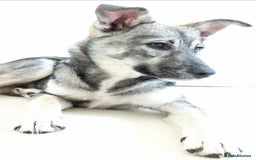 Mixed Breed dogs for adoption: Roona  - Image 2