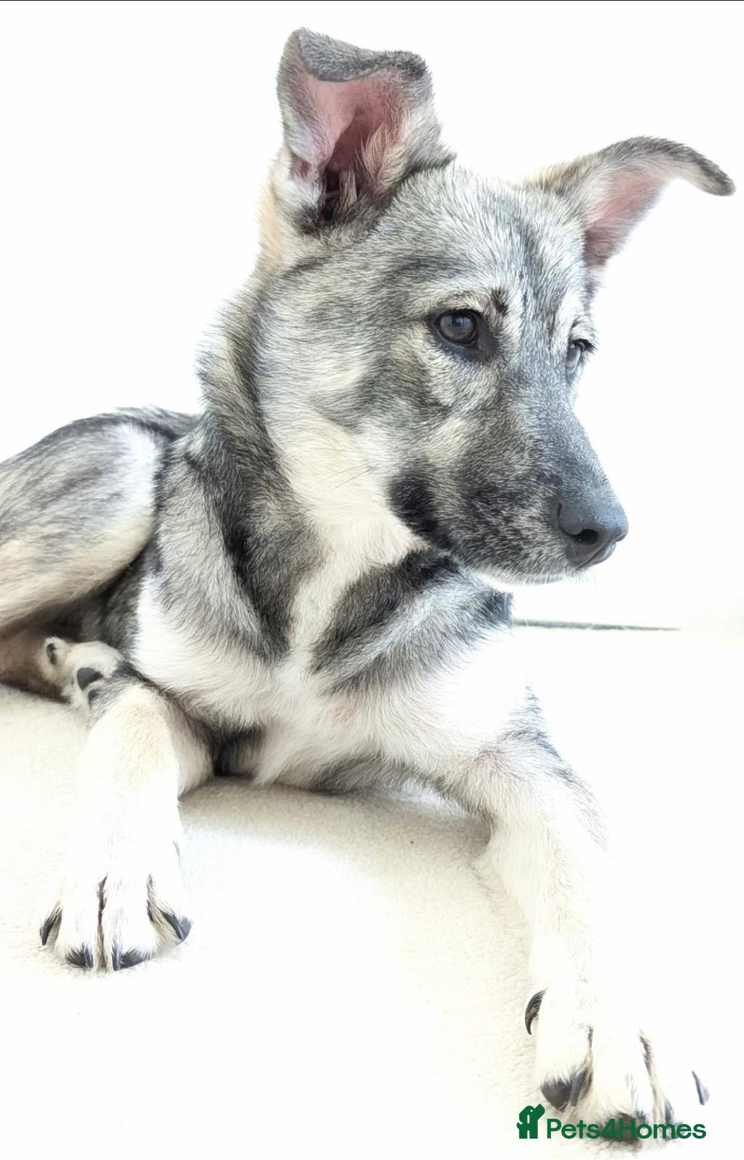 Mixed Breed dogs for adoption: Roona  - Image 2