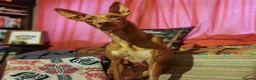 Ibizan Hound dogs for adoption: Cati a lovely calm girl who loves other dogs  in Alfreton - Advert 2