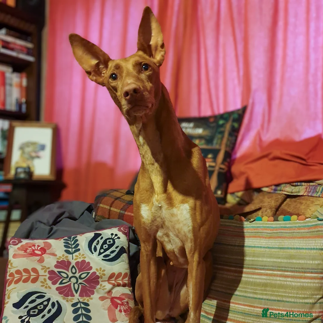 Ibizan Hound dogs for adoption: Cati a lovely calm girl who loves other dogs  in Alfreton - Advert 2