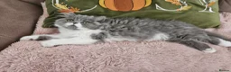 Persian cats for sale: Stuning Persian Girls - Advert 22