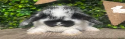 Mini Lop rabbits for sale: BEAUTIFUL BABY MINI LOP BUNNIES  - Advert 3