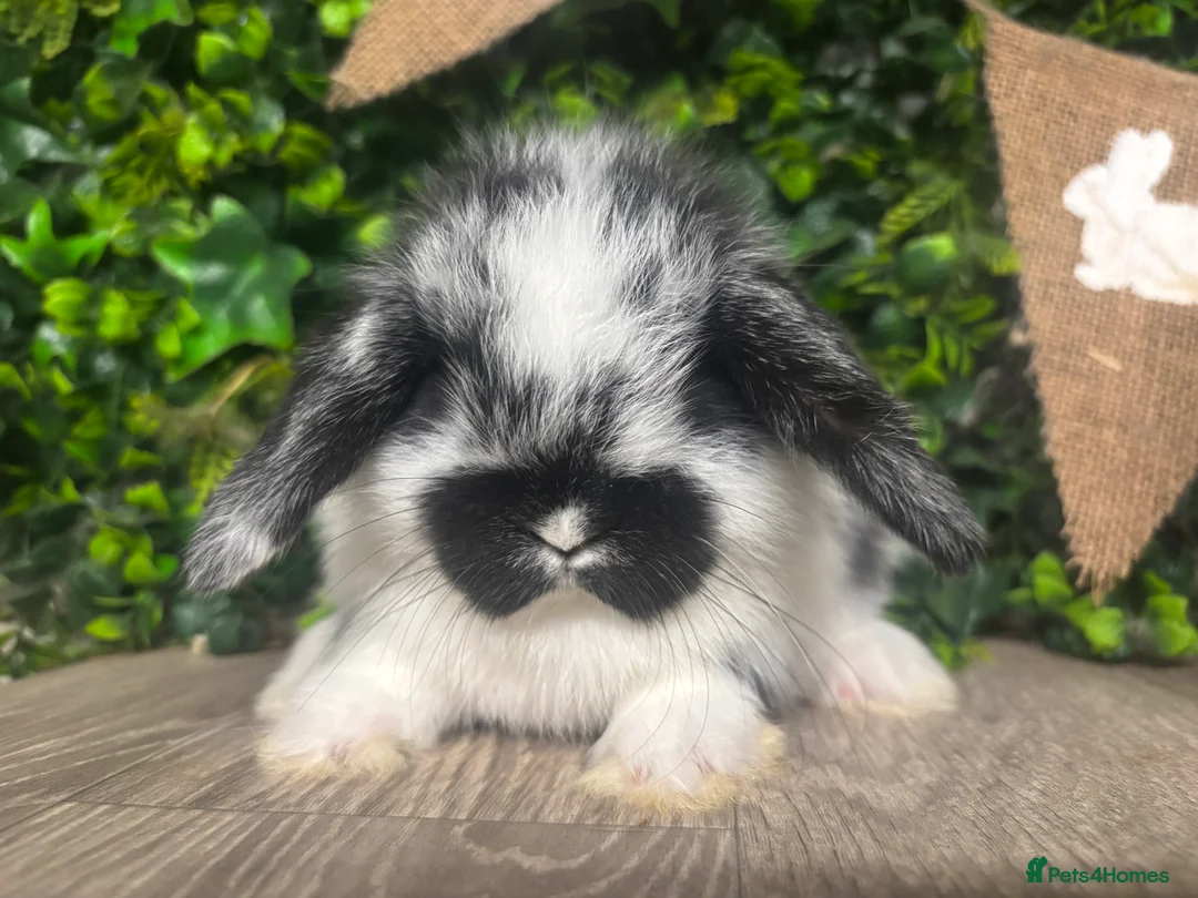 Mini Lop rabbits for sale: BEAUTIFUL BABY MINI LOP BUNNIES  - Advert 3