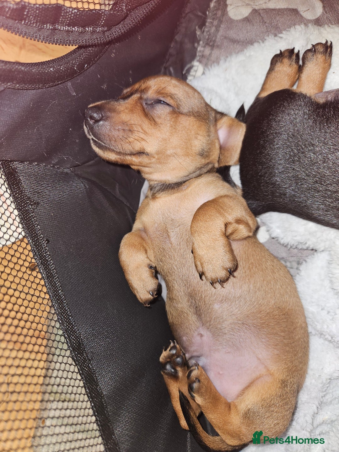Miniature Dachshund dogs for sale: Miniature dachshund puppies  - Image 2