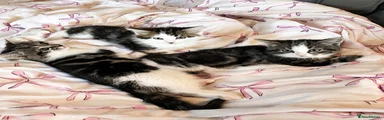 Mixed Breed 1