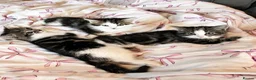 Mixed Breed cats for sale: Kittens 🐱  - Advert 2