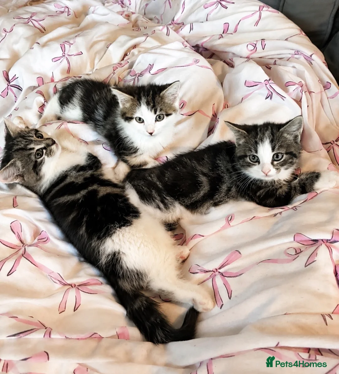 Mixed Breed cats for sale: Kittens 🐱  - Advert 2
