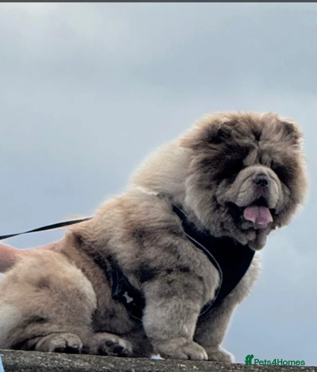 Chow Chow dogs for sale: Chocolate Merle female Chow Chow - Advert 3