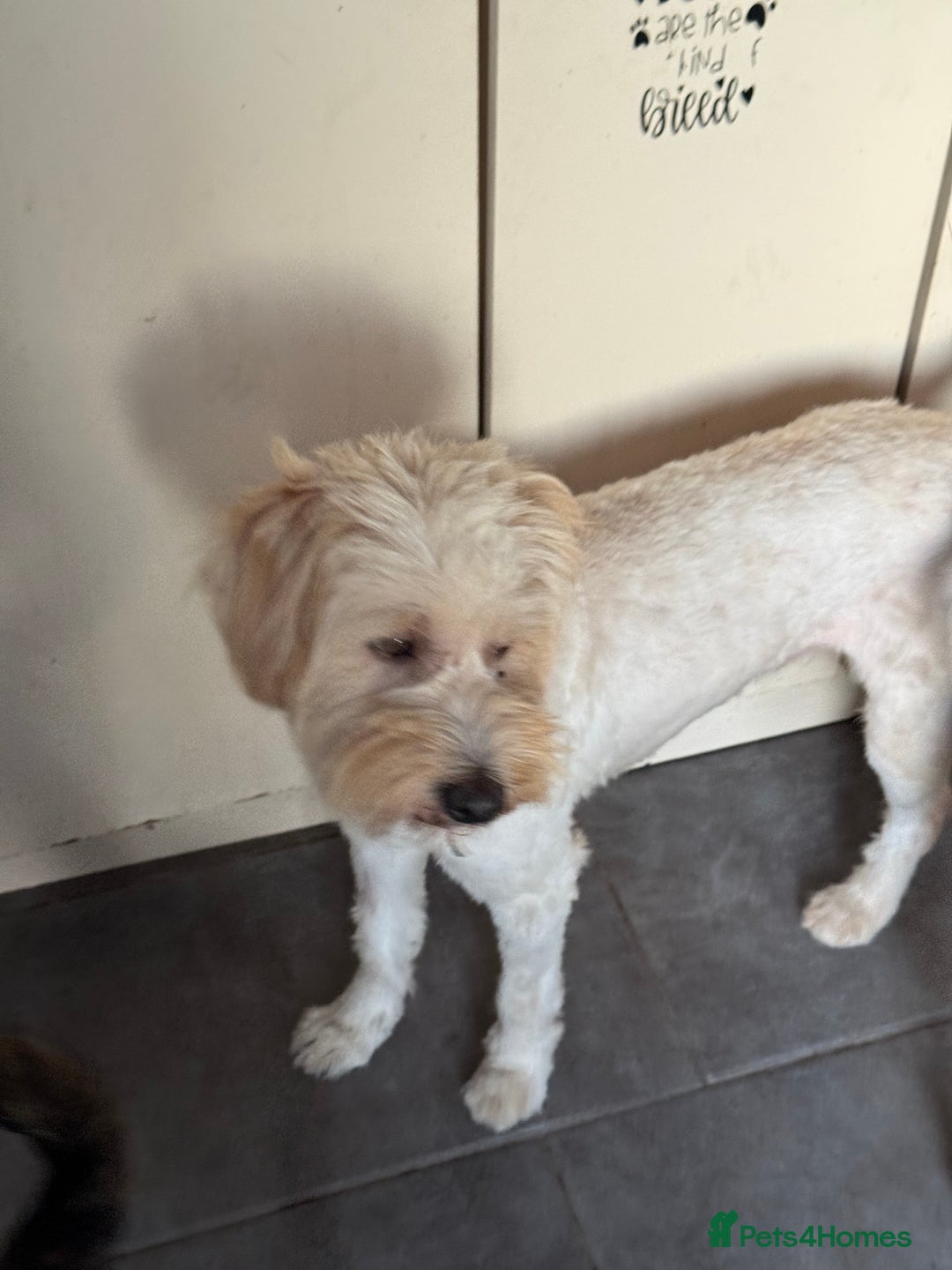 Tibetan Terrier dogs for adoption: Sweet Barney looking for LOVE - Image 5