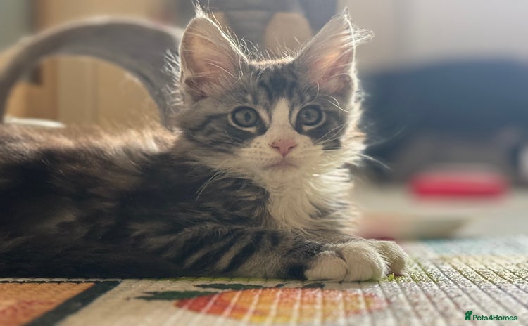 Maine Coon cats - Advert 4