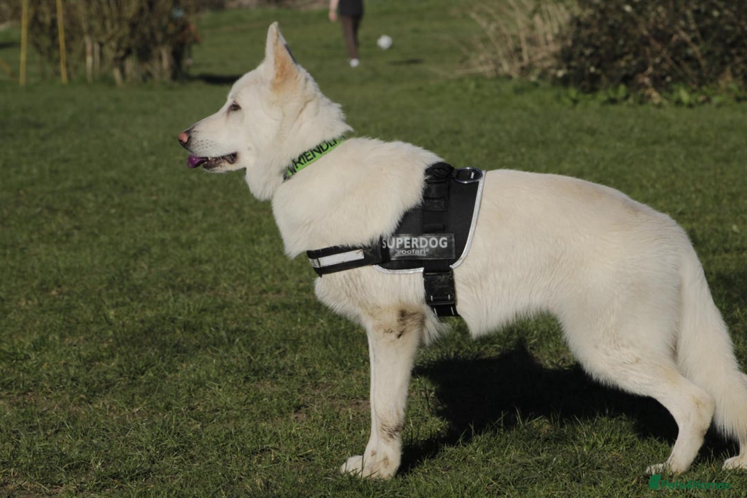 German Shepherd dogs for sale: White german sheperd  - Image 22