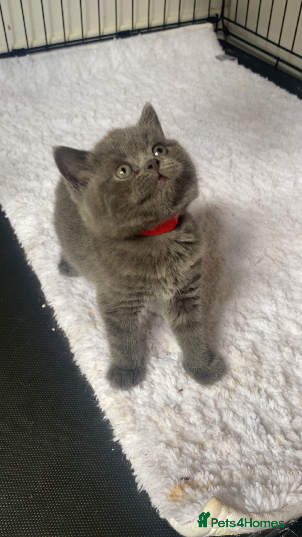 British Shorthair cats Beautiful British Blues  - Advert 8