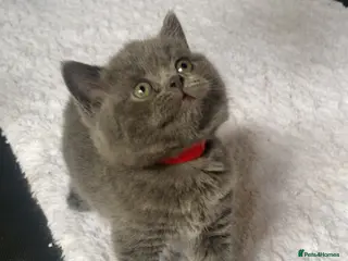 British Shorthair cats Beautiful British Blues - Advert 8