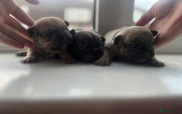 French Bulldog dogs for sale: Beautiful frenchies for sale  - Image 4