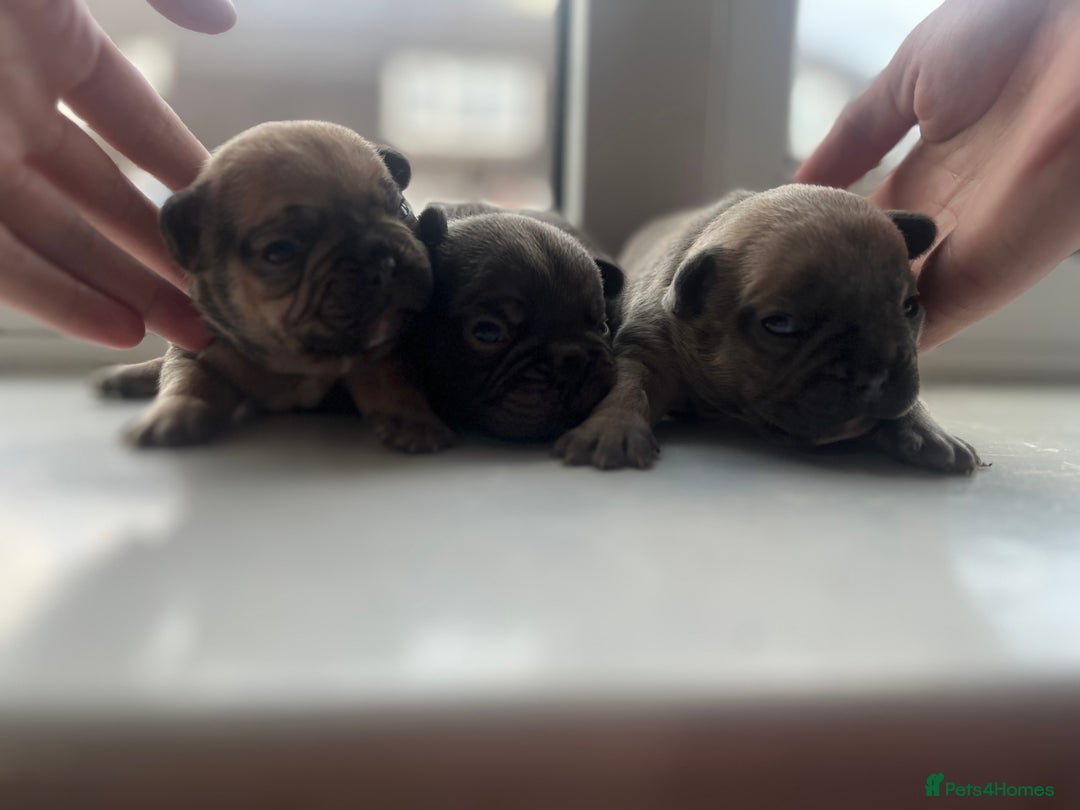 French Bulldog dogs for sale: Beautiful frenchies for sale  - Image 4
