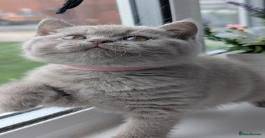 British Shorthair cats - Advert 7