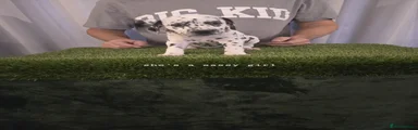 Dalmatian 5
