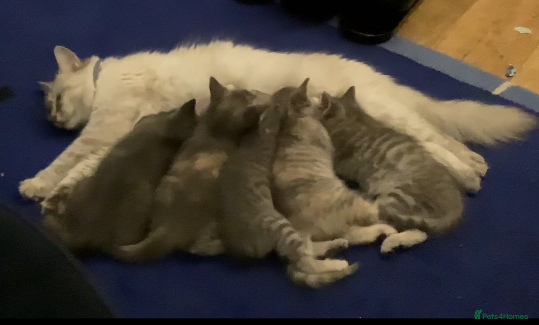 Mixed Breed cats for sale: Ragdoll x - Advert 2